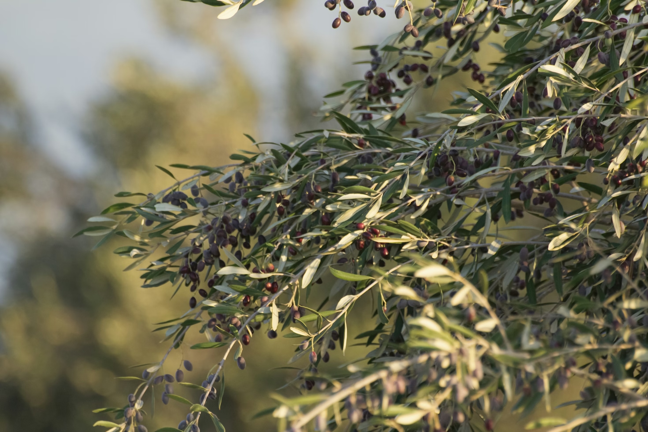 Olive Nere Marocchine